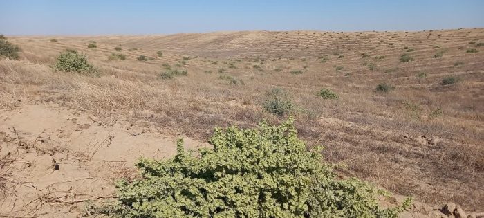 ۱۳ میلیون اصله نهال مرتعی و بیابانی طی ۹ سال در گلستان تولید شد