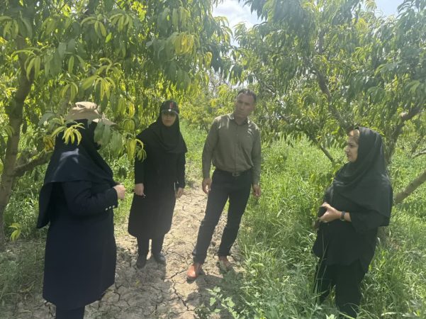 بازدید از باغات و مزارع تحت پوشش شبکه مراقبت در شهرستان گنبد