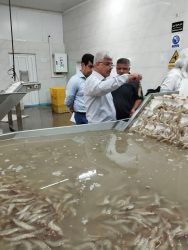 بازدید معاون اقتصادی استاندار از مراکز عمل‌آوری میگو در گمیشان