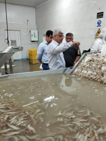 بازدید معاون اقتصادی استاندار از مراکز عمل‌آوری میگو در گمیشان