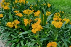 کاشت دو میلیون بوته نشای فصلی پاییزه و زمستانه در شهر گرگان