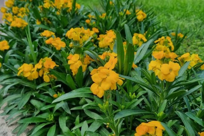 کاشت دو میلیون بوته نشای فصلی پاییزه و زمستانه در شهر گرگان