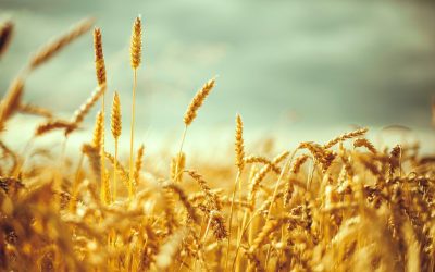 گندم استان گلستان رتبه اول در کیفیت، رتبه دوم در مقدار خرید تضمینی در کشور
