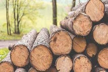 پرونده های قاچاق چوب روی میز قاضی