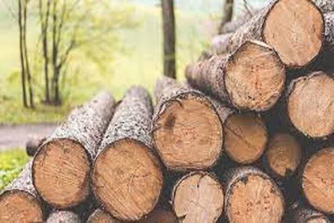 پرونده های قاچاق چوب روی میز قاضی