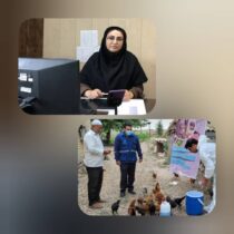 واکسینه شدن بیش از ۶۰۰ هزار قطعه طیور بومی علیه بیماری نیوکاسل از ابتدای سالجاری تا کنون در استان گلستان