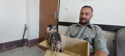 تحویل یک بهله پرنده شاهین به محیط زیست شهرستان مینودشت