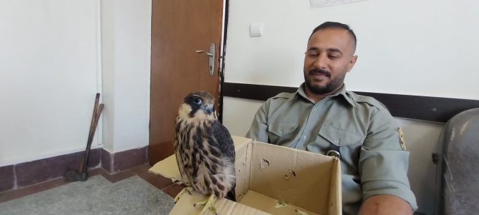 تحویل یک بهله پرنده شاهین به محیط زیست شهرستان مینودشت