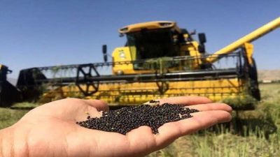 تاکنون  ۳۷ درصد از مطالبات کلزاکاران گلستانی پرداخت شده است