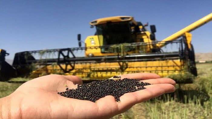 تاکنون  ۳۷ درصد از مطالبات کلزاکاران گلستانی پرداخت شده است