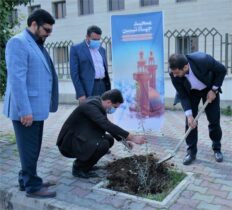 غرس یک اصله نهال زیتون با عنوان «مهر مساجد» در گرگان