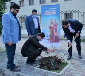 غرس یک اصله نهال زیتون با عنوان «مهر مساجد» در گرگان
