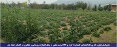 مدیرکل تعاون، کار و رفاه اجتماعی گلستان: ۹ هزار و ۱۹۷ فرصت شغلی از محل اعتبارات روستایی و عشایری در گلستان ایجاد شد