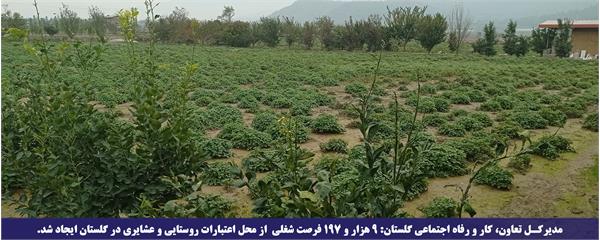 مدیرکل تعاون، کار و رفاه اجتماعی گلستان: ۹ هزار و ۱۹۷ فرصت شغلی از محل اعتبارات روستایی و عشایری در گلستان ایجاد شد