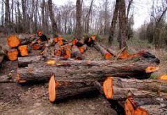 ممنوعیت صدور مجوزهای قطع و حمل چوب تا پانزدهم فروردین