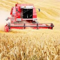 تحویل ۳۶۲ هزار تُن گندم به مراکز خرید در گلستان